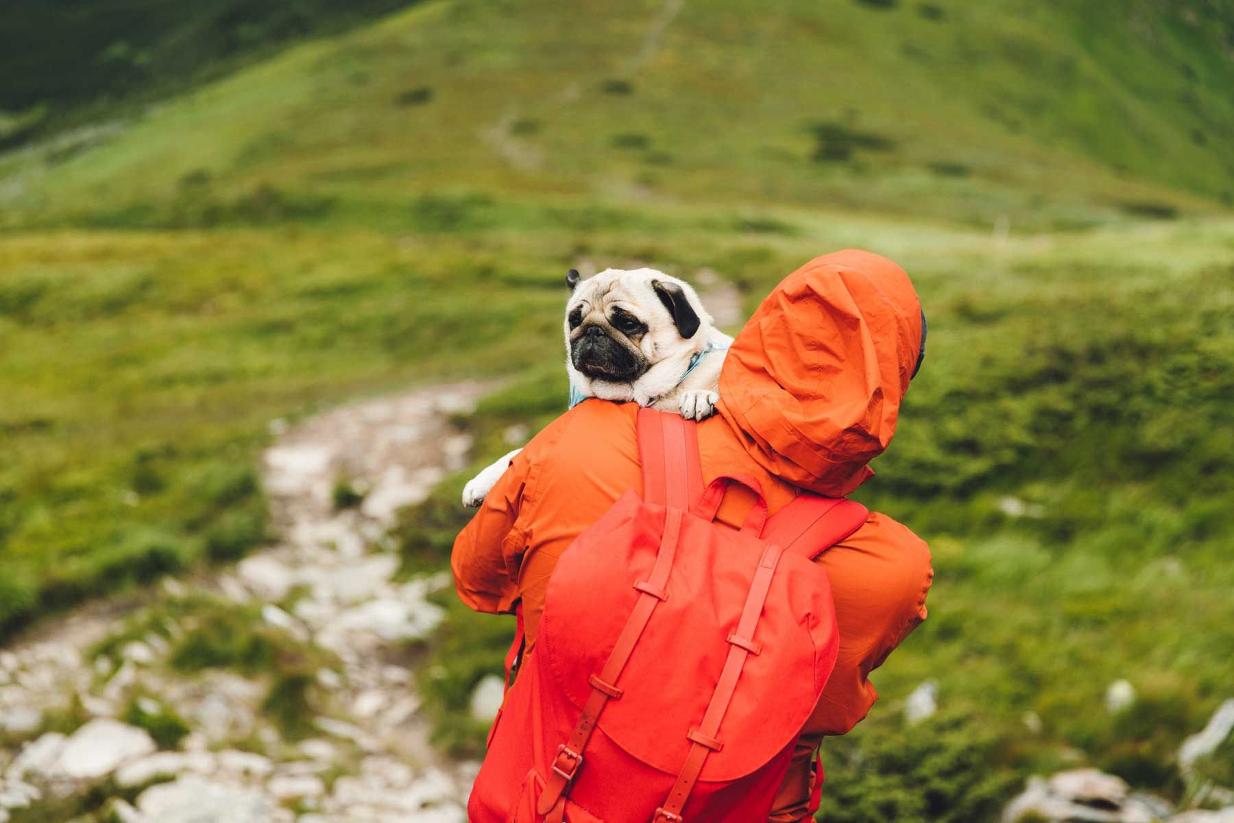 کوله پشتی که سگ در دست دارد و در کوهپیمایی پیاده روی می کند