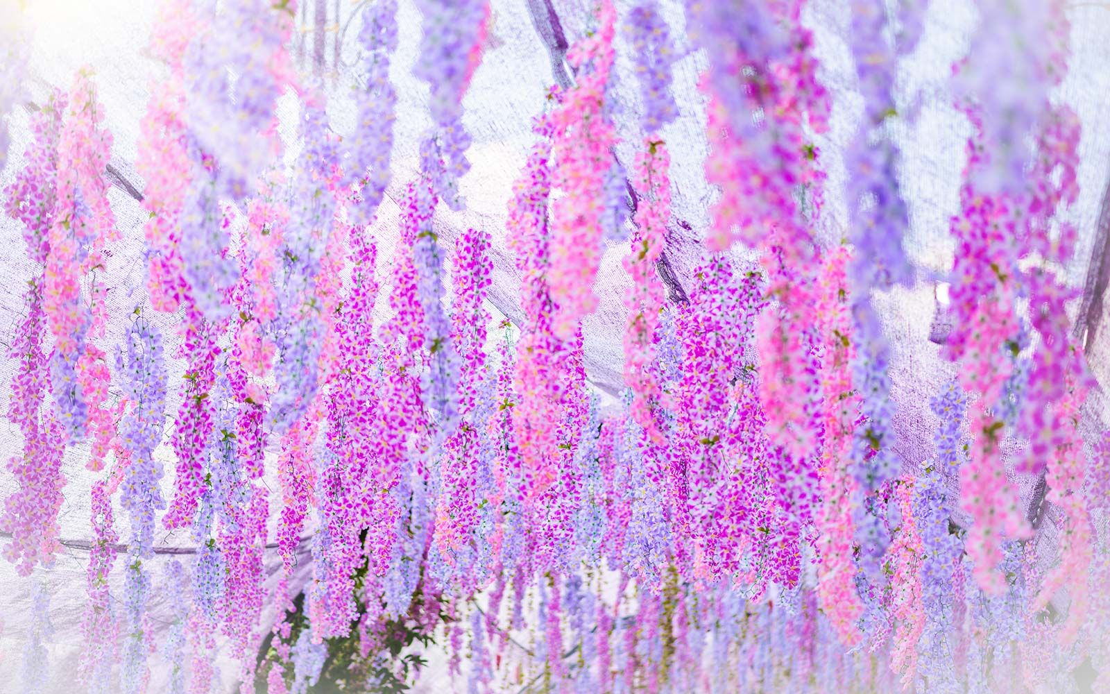 Kawachi Wisteria Fuji-tuinen in Japan