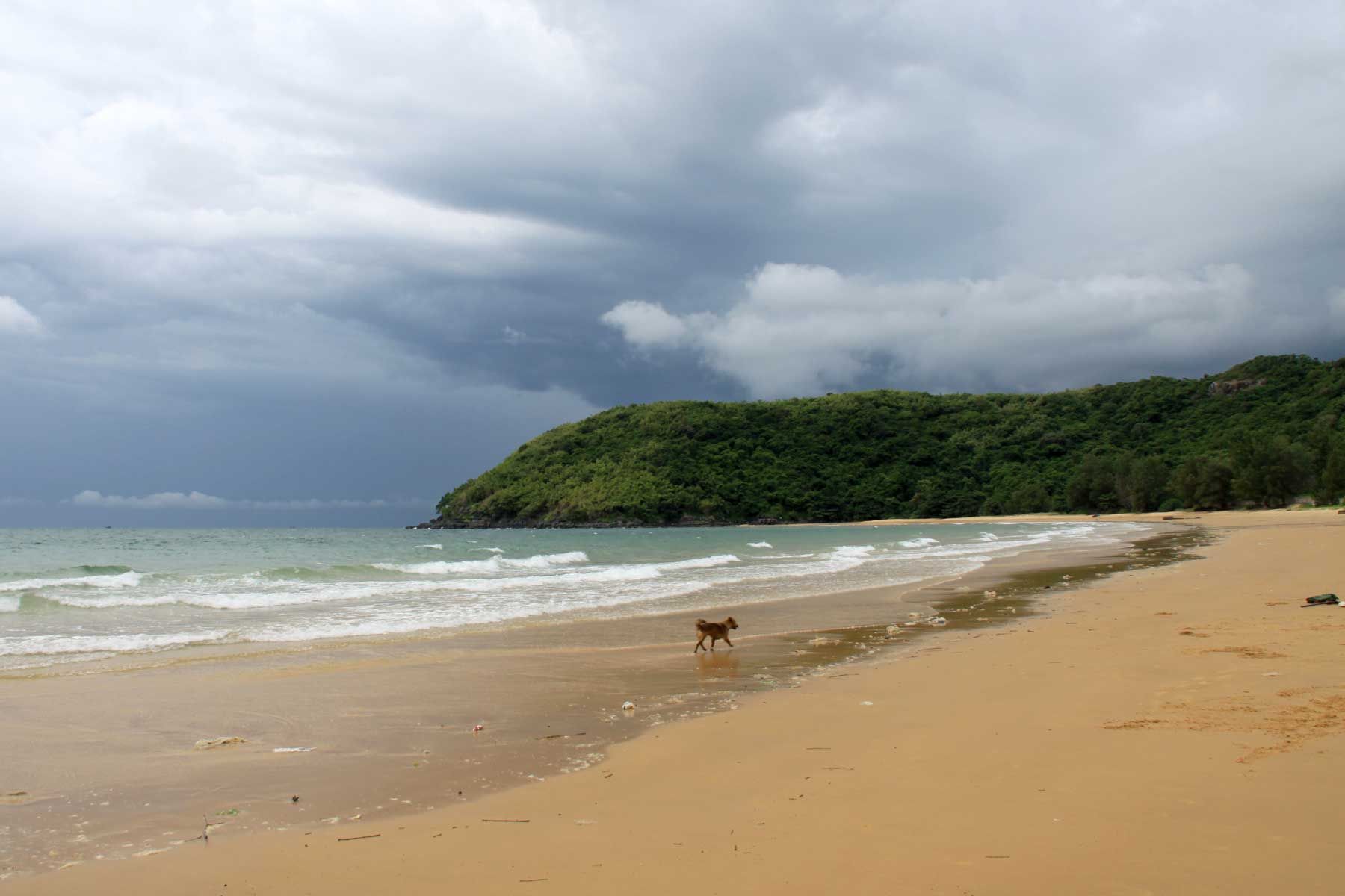 Mali pas oblačnim danom trči plažom Dam trau, otok Con Dao u Vijetnamu