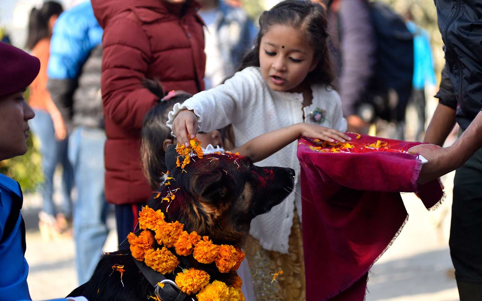 Kukur Tihar Hundefestival, Nepal
