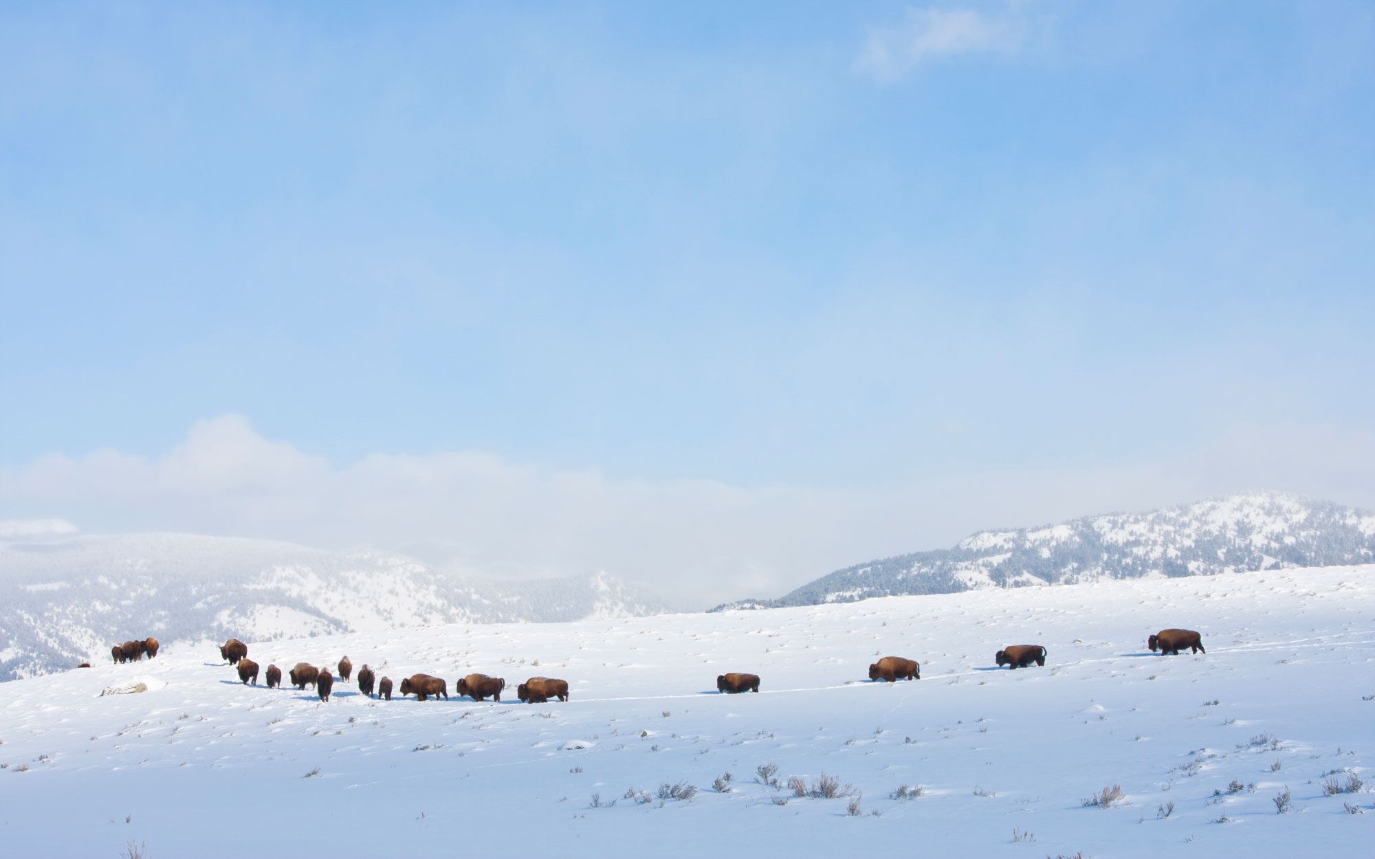 Yellowstone-Nationalpark Buffalo