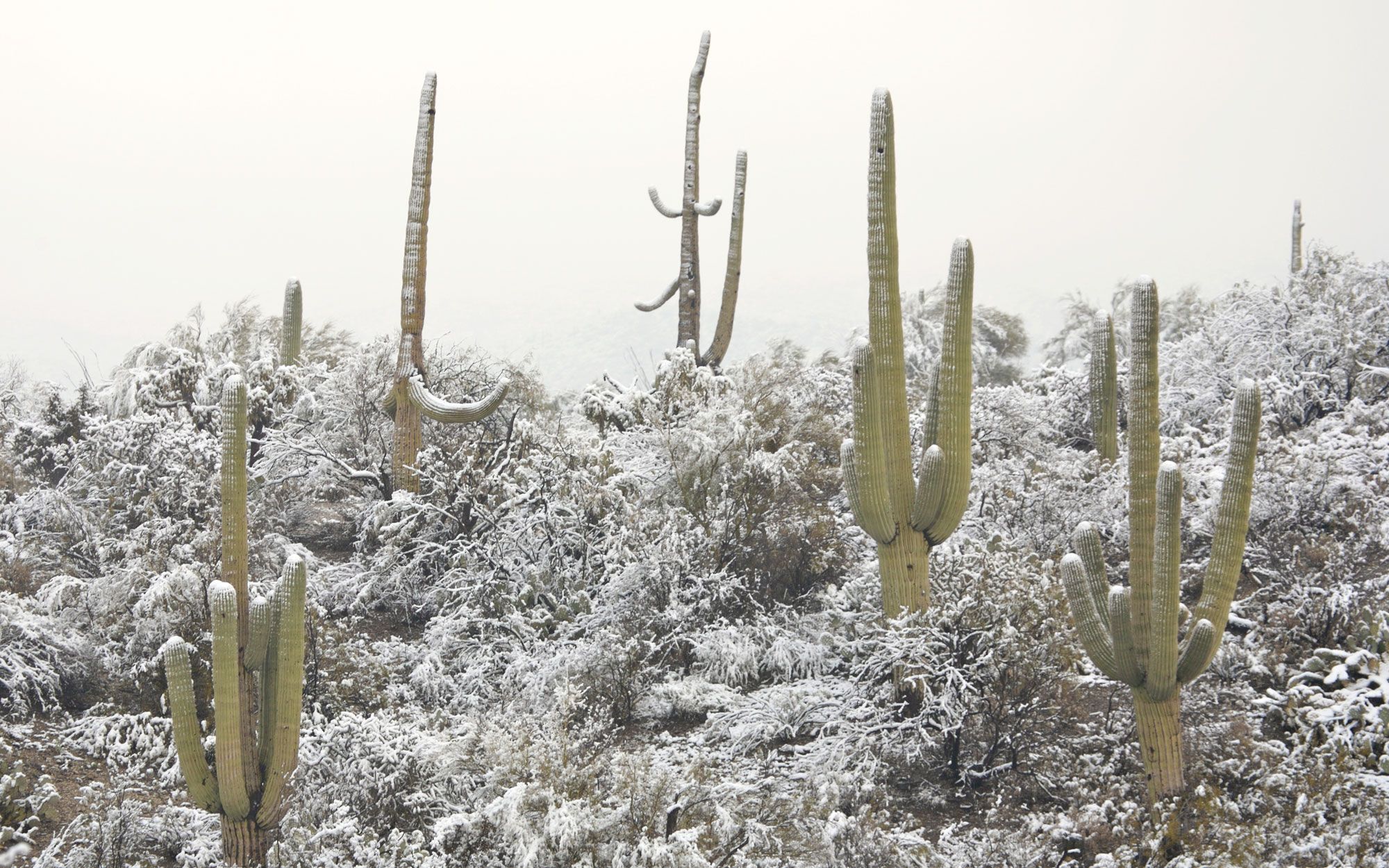 Saguaro Nationalpark Arizona Winter