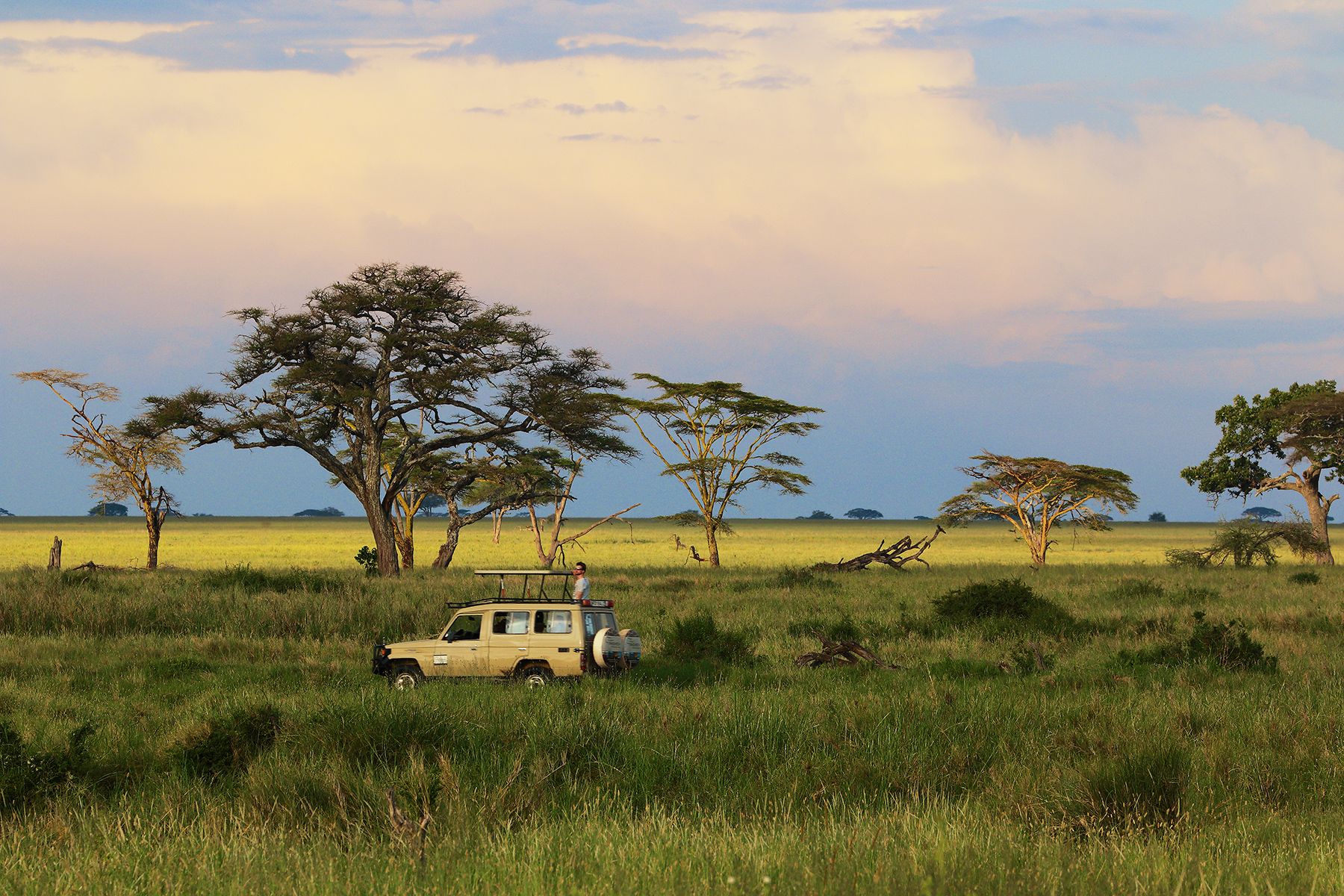 Safari i Serengeti nationalpark