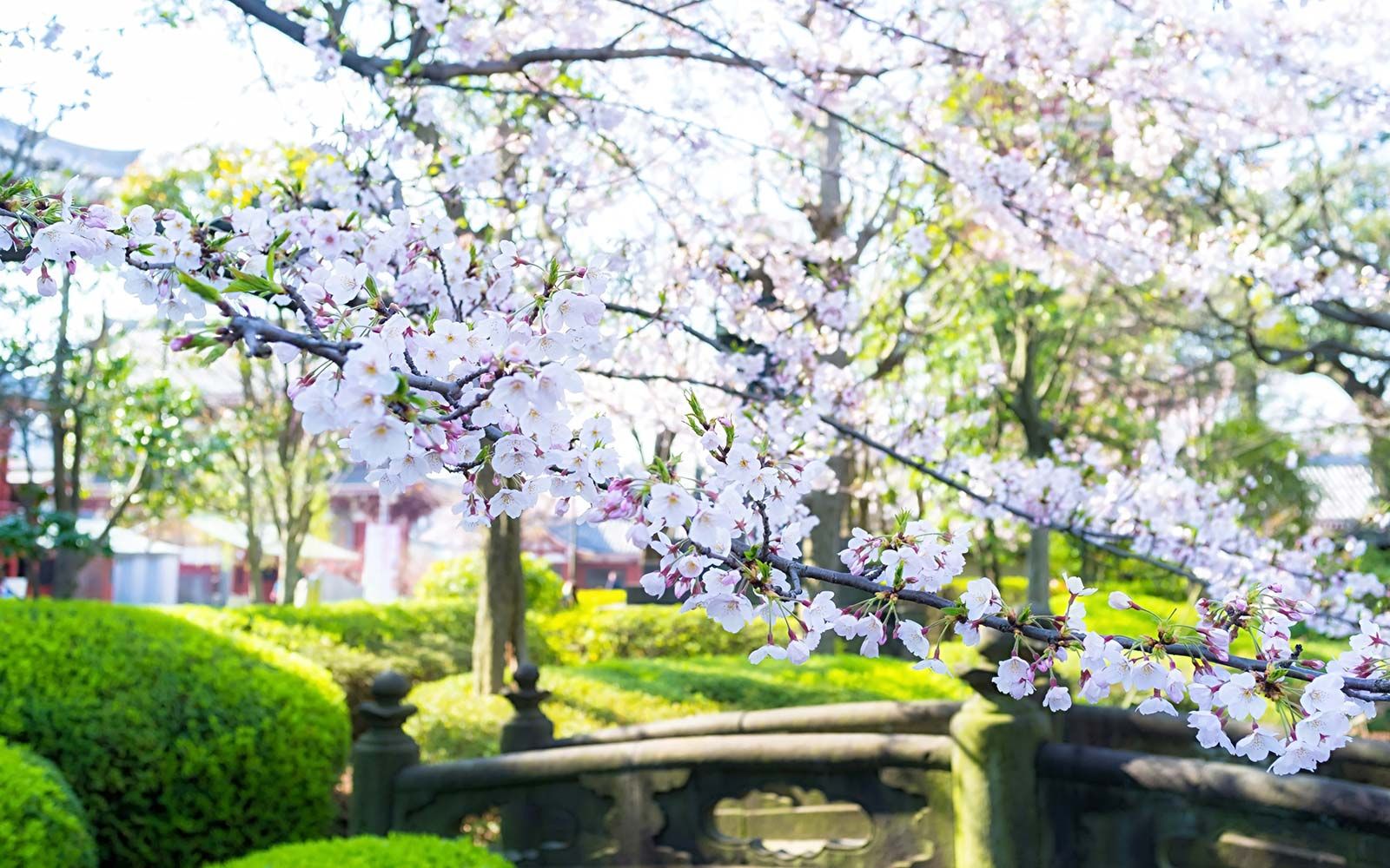 Lugares menos conhecidos no Japão para ver as flores de cerejeira