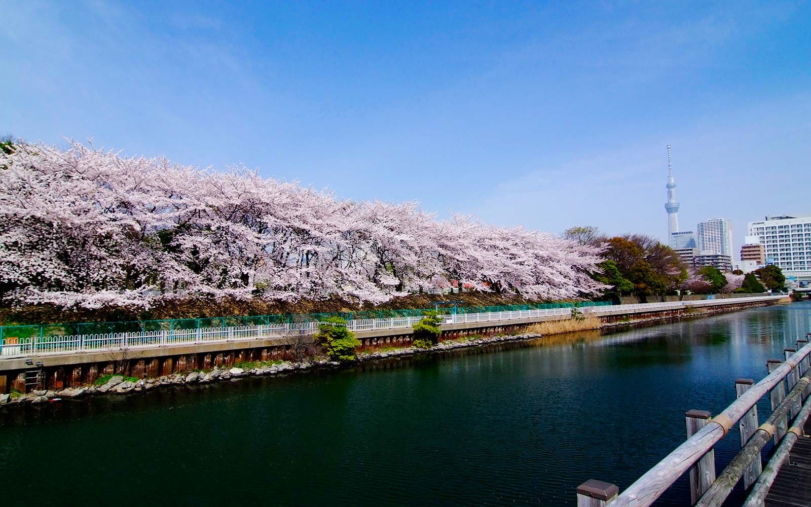 Vähemmän tunnetut paikat Japanissa nähdä kirsikankukkia