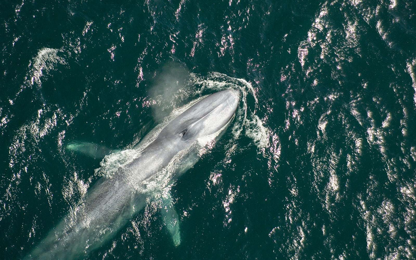 Wo kann man in Kalifornien Wale beobachten