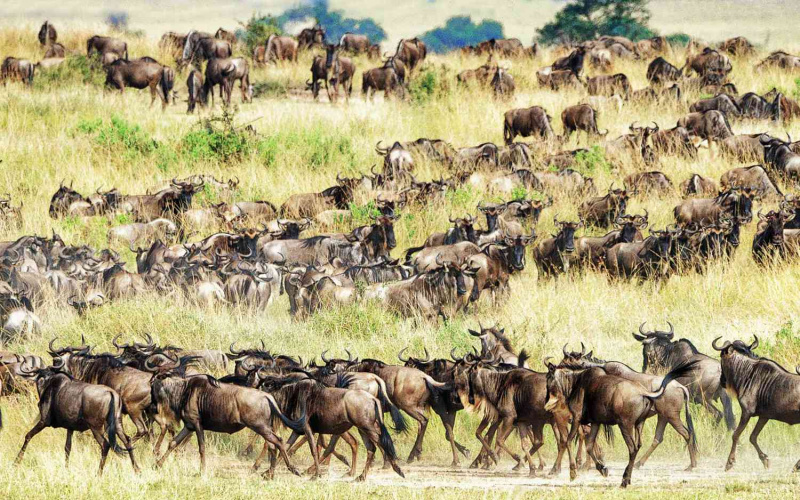   Wildebeest, Great Migration, 탄자니아, 아프리카