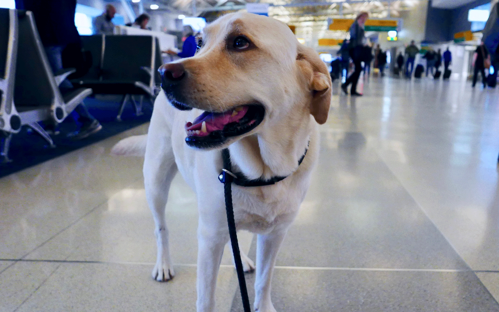 Hund i en lufthavn
