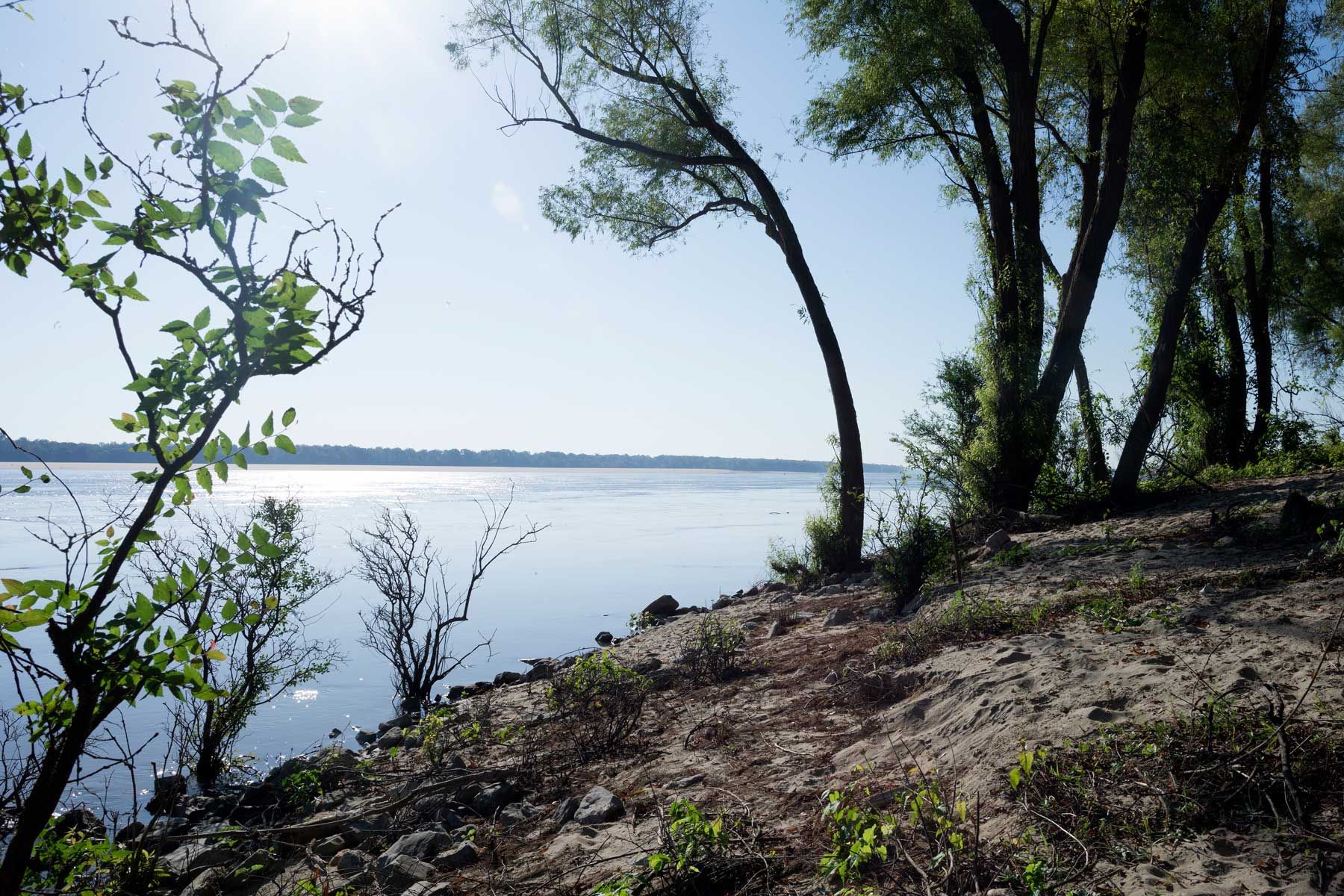 Mississippi-floden løber forbi et af de sjældne områder, hvor flodbredden bevares i sin naturlige, vilde tilstand den 27. september 2019 i St, Francis National Forest lige nord for byen Helena, Arkansas.