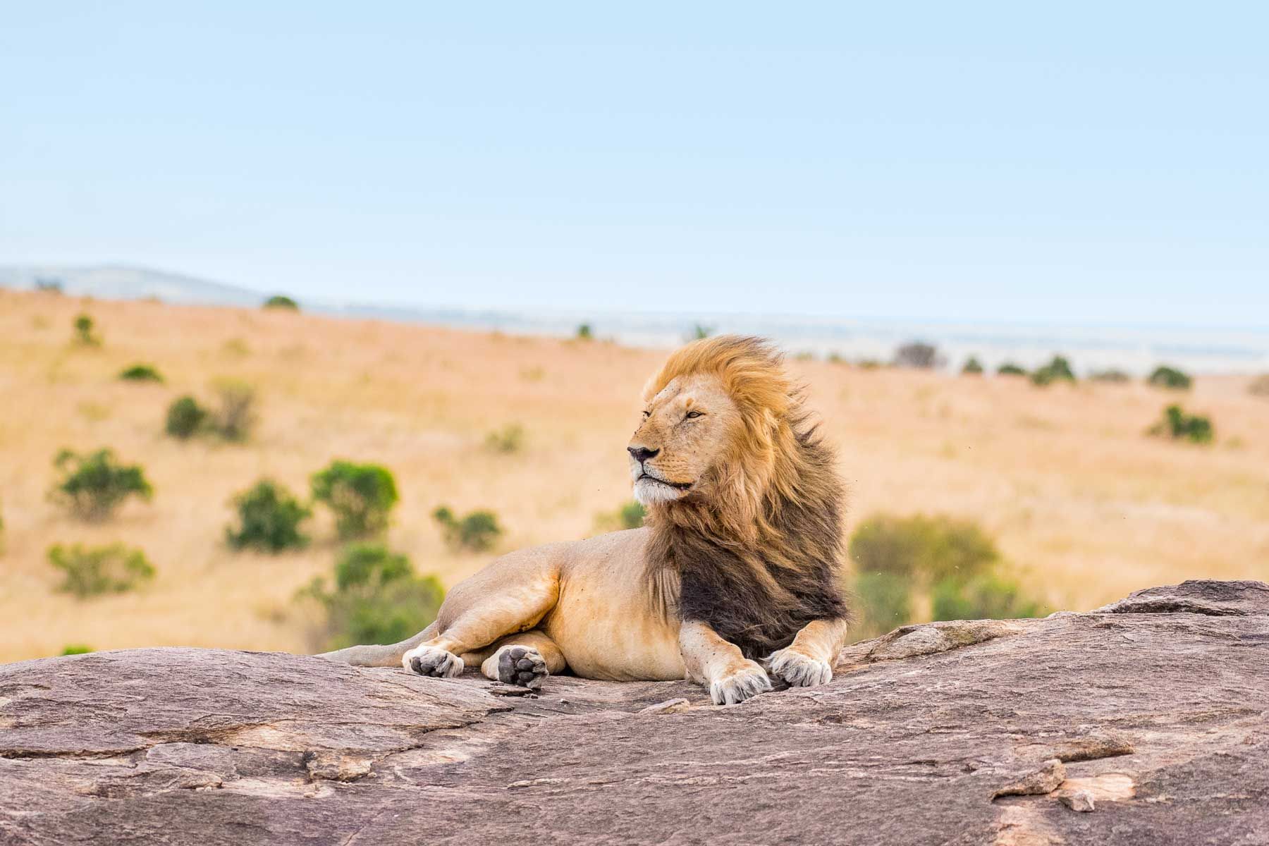 Ein Löwe auf einem Felsen in Kenia auf Safari gesehen