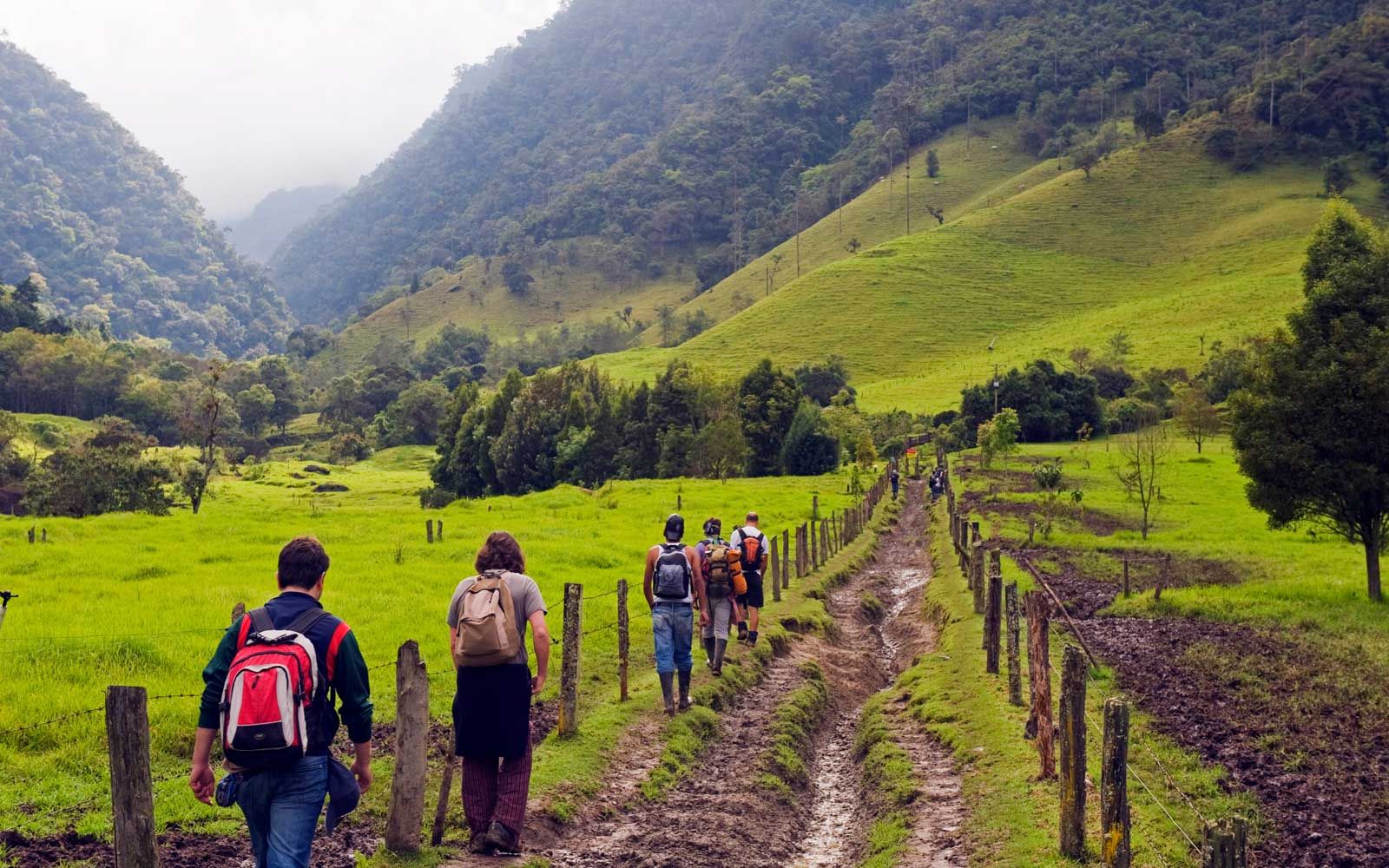 Wandern im Cocora Valley, Salento, Kolumbien, Südamerika