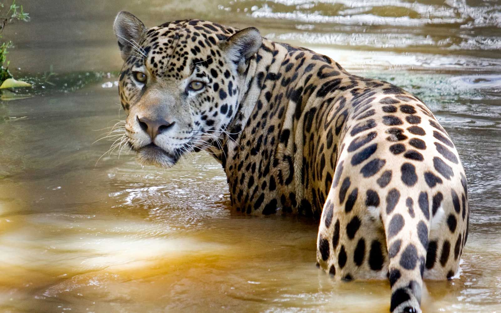 Ein Jaguar nimmt ein Bad in Macouria, Französisch-Guayana