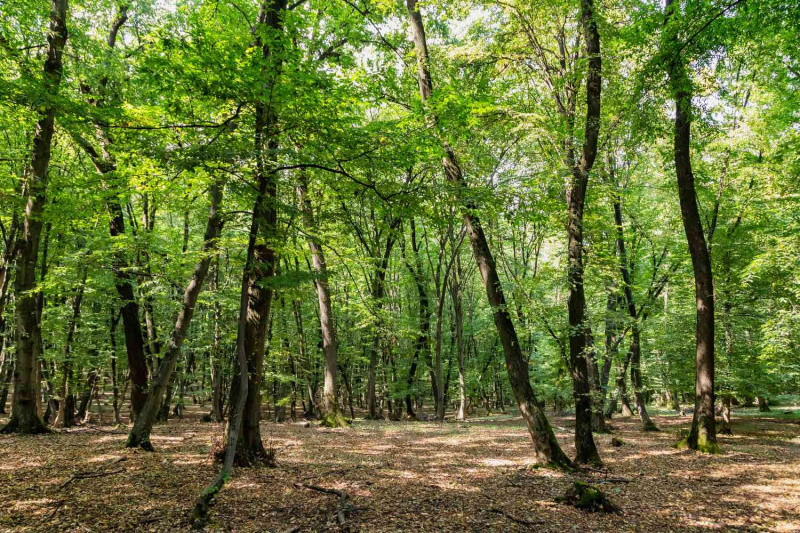   תמונה של יער Hoia Baciu, אחד היערות הרדופים ביותר בעולם בקלוז'-נאפוקה, טרנסילבניה, רומניה