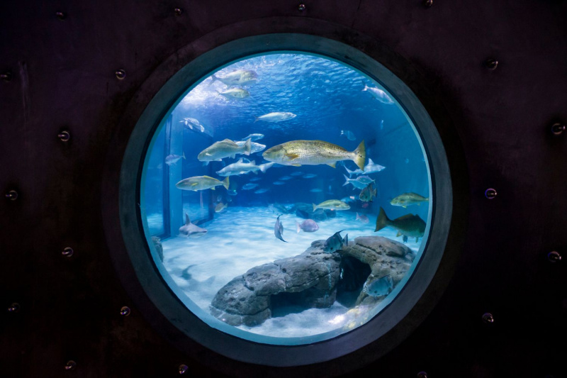   מבט על חלון עגול של מיכל הדגים באקווריום אודובון של אמריקה