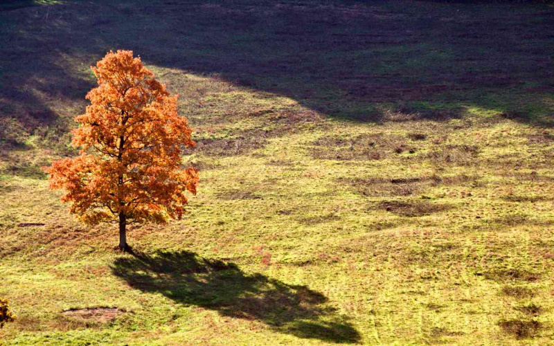   Herbstbaum in Franklin, Tennessee