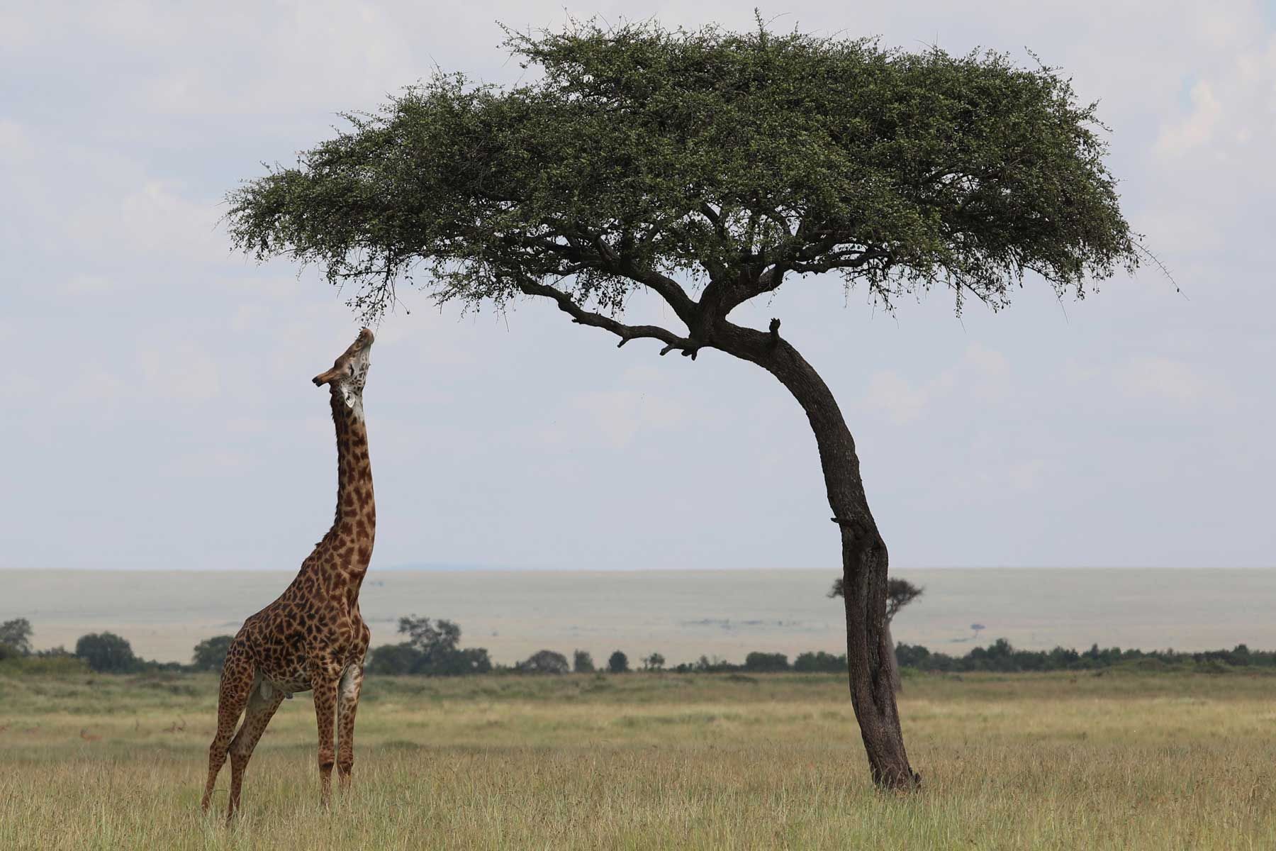Kilimanjaro-Giraffen sind ein alltäglicher Anblick auf Rothschild Safaris Reisen durch Kenia