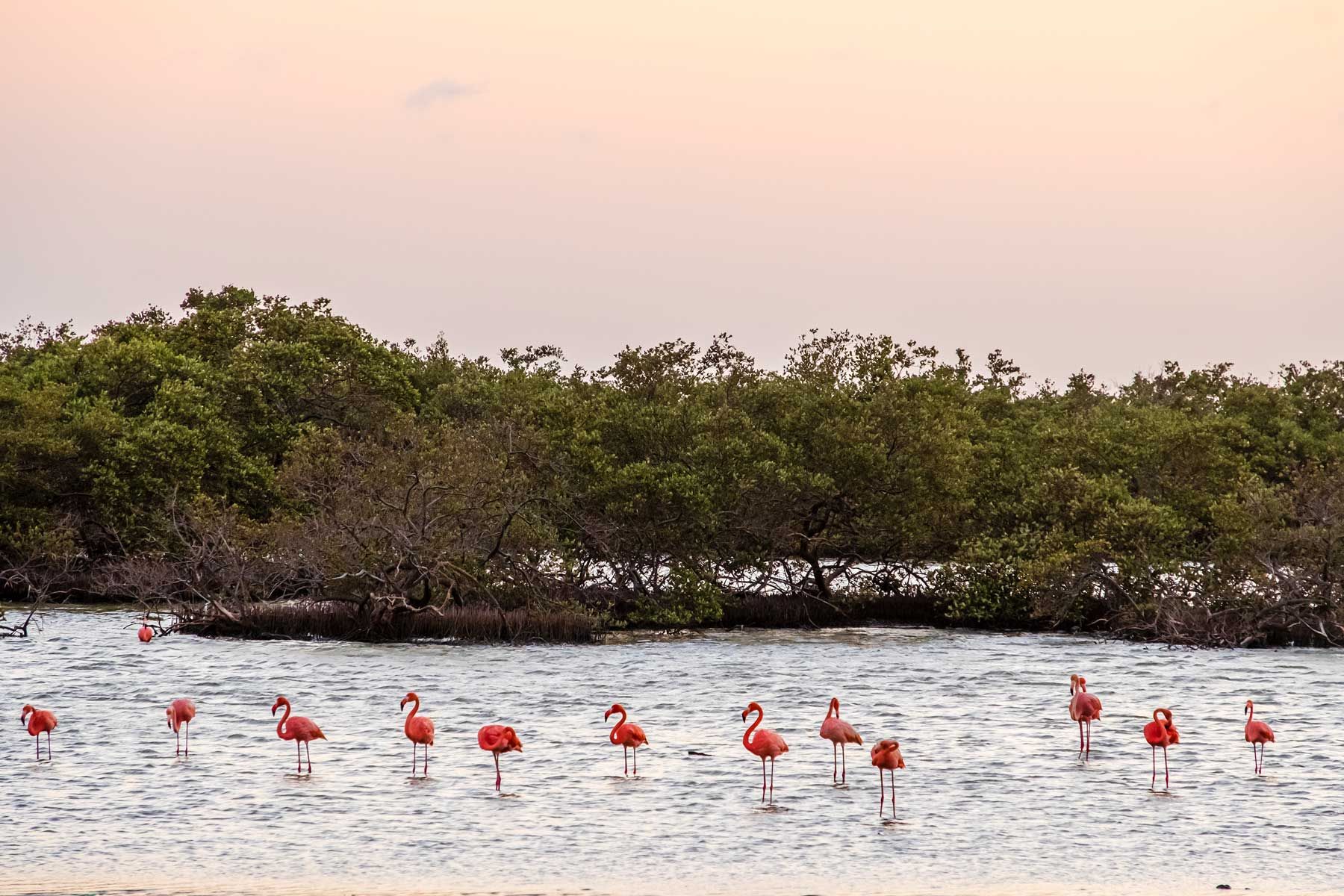 Flamingos auf der Karibikinsel Bonaire
