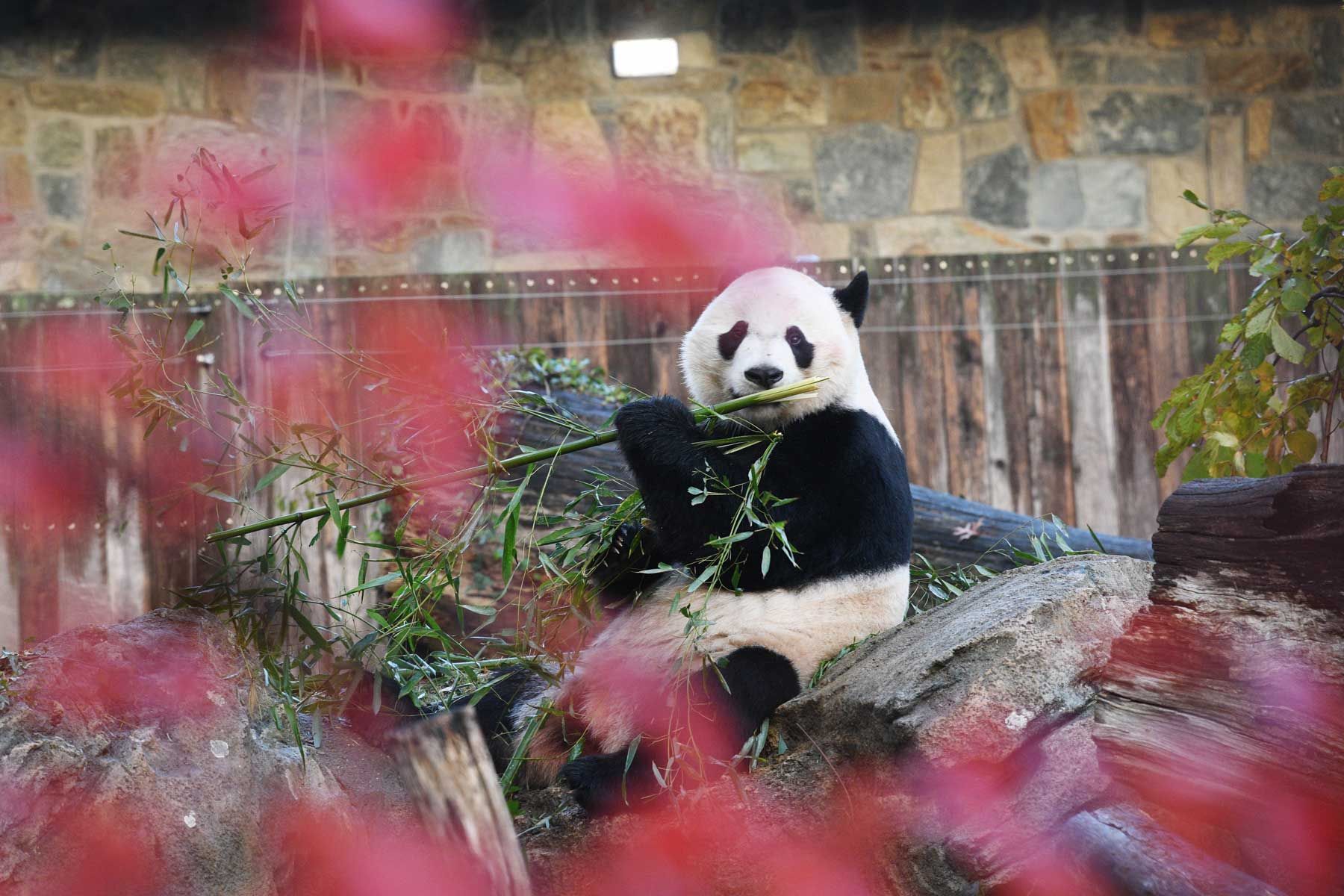 U panda gigante maschile natu in i Stati Uniti Bei Bei hè vistu prima di a so partenza à u Smithsonian